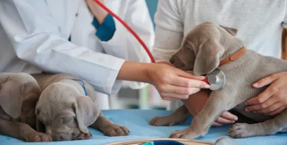 Responsabilidade Civil Veterinária