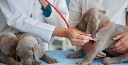 Manual: Cuidados com Pets Idosos